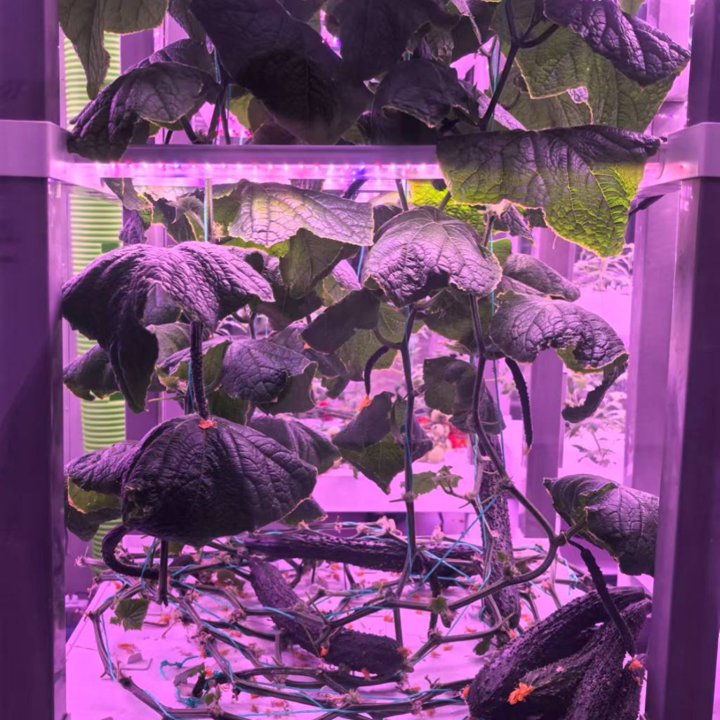 nt China Hydrokultur Grow Box  - Diy Home Automation System 리뷰 및 가격