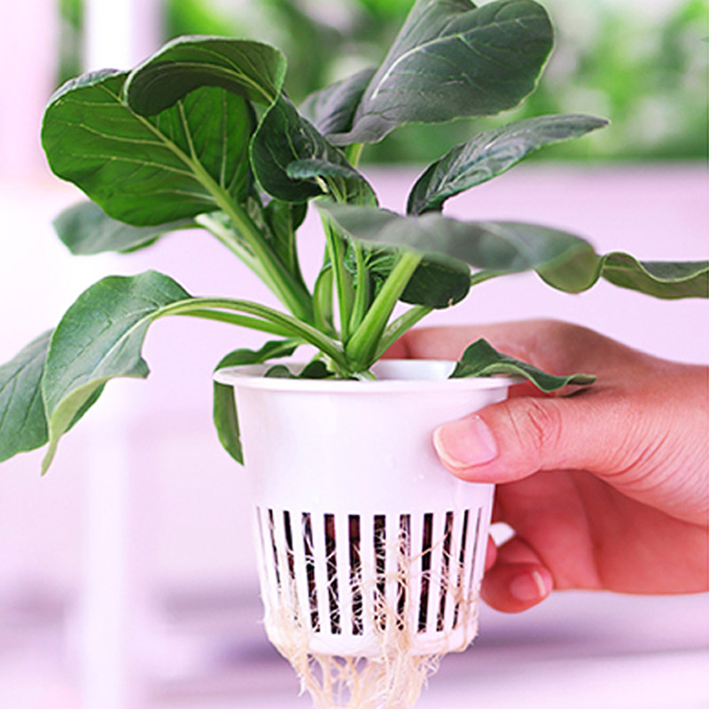 ydroponic Planting System Smar - Diy Automation 리뷰 및 가격